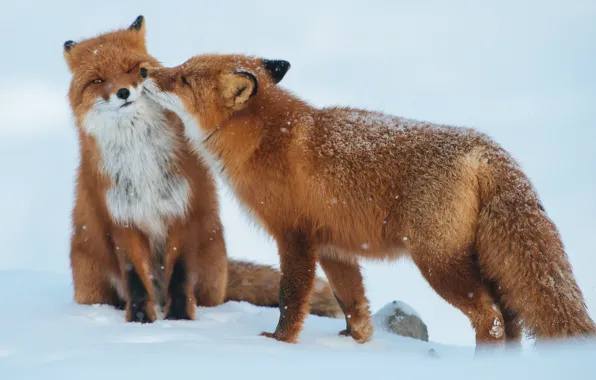 Picture winter, snow, predators, pair, Fox