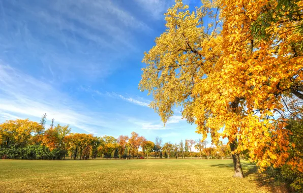 Picture autumn, the sky, grass, leaves, trees