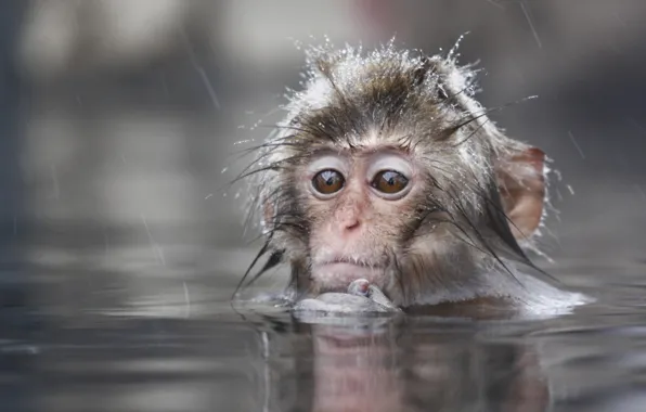 Water, Little, Monkey