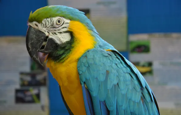 Bird, feathers, beak, parrot, Ara, speaking