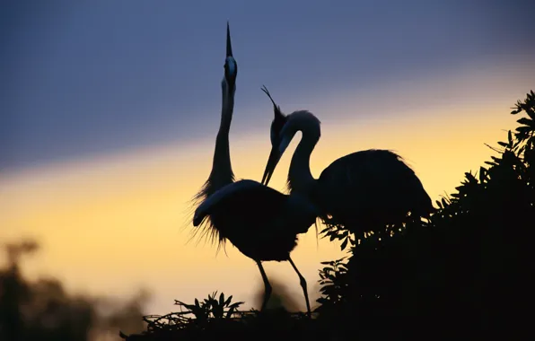 PAIR, The SKY, FEET, SOCKET, BEAK, BIRDS, SILHOUETTES, NECK