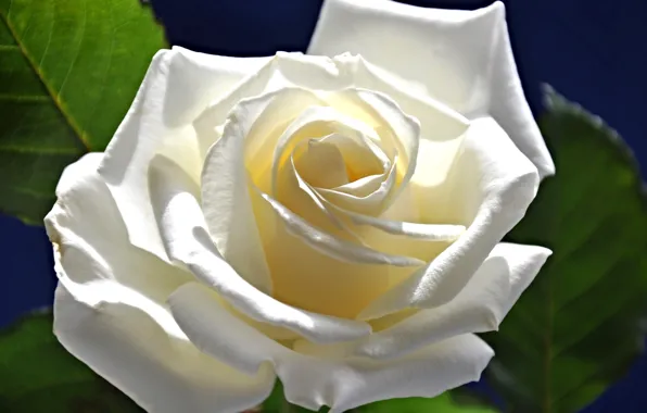 Leaves, macro, roses, petals