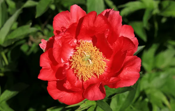 Flower, leaves, macro, red, peony