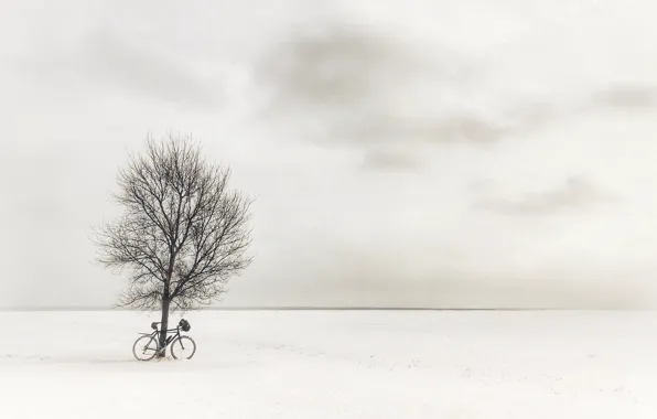 Field, trees, bike
