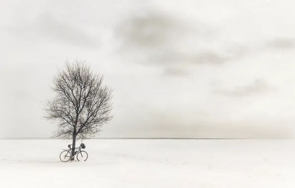 Picture field, bike, tree