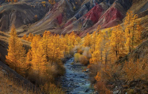 Picture autumn, landscape, mountains, nature, river, Altay, Vladimir Ryabkov, Kyzyl-Chin