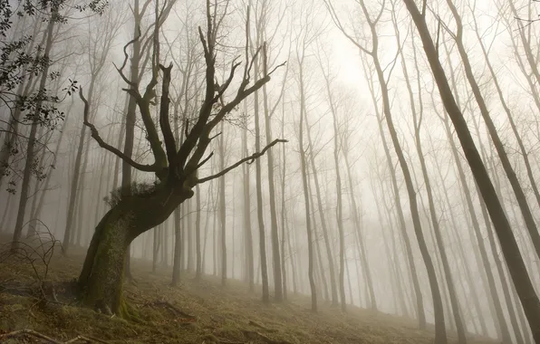 Picture trees, landscape, fog