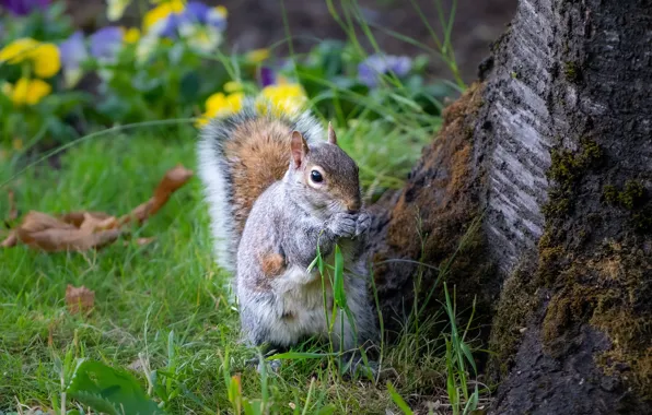Picture grass, trees, flowers, protein, sitting