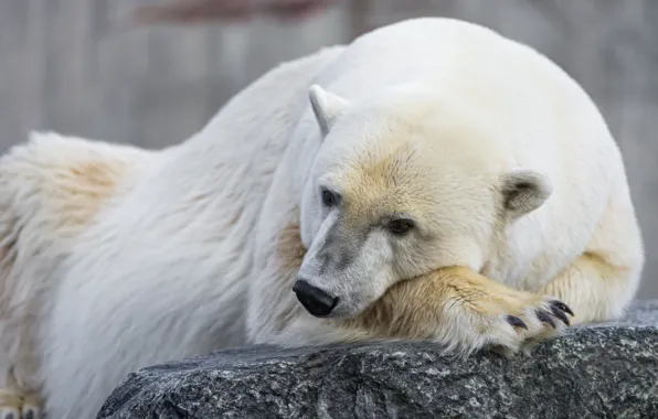 Picture look, stone, polar bear, polar, ©Tambako The Jaguar