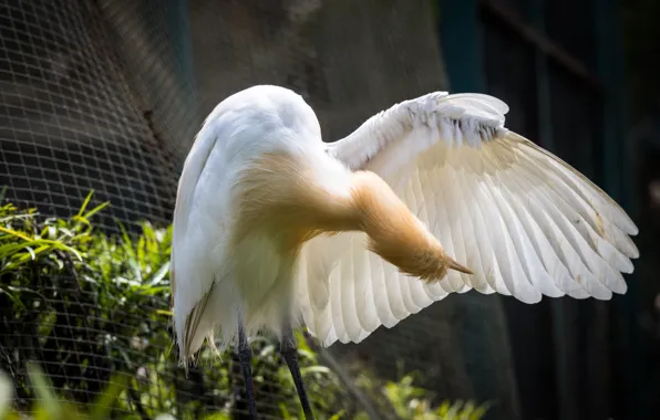 Bird, birds, animal, malaysia, kuala lumpur, bird park