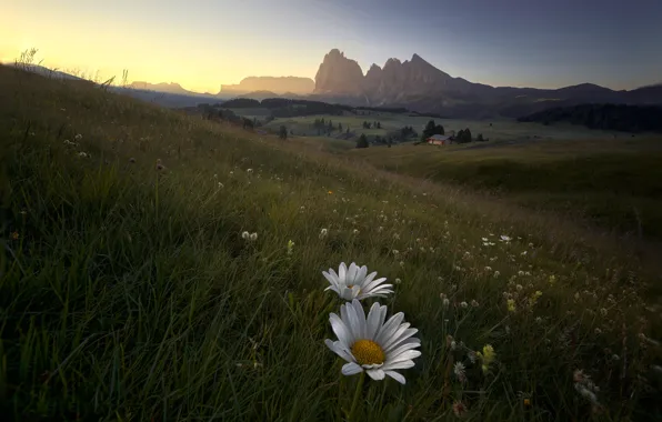 Field, forest, flowers, mountains, rocks, chamomile, slope, Alps