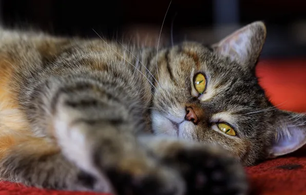 Cat, cat, look, pose, grey, portrait, lies, face