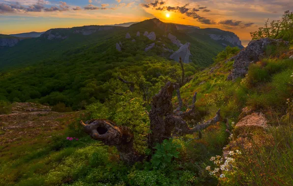 Picture forest, sunset, mountains, snag, Russia, Crimea, The Crimean mountains