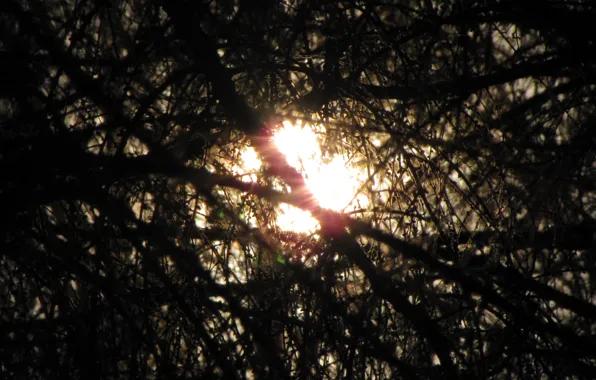 The sun, hope, Forest