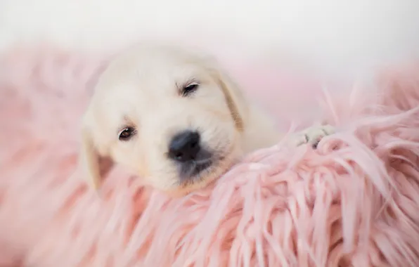 Sleep, baby, blanket, puppy