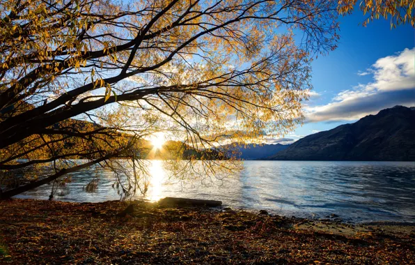 Picture autumn, the sun, rays, landscape, mountains, branches, nature, lake