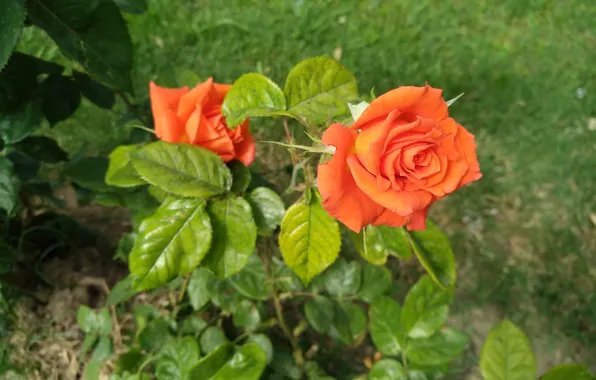 Picture Rose, Orange rose, Orange rose