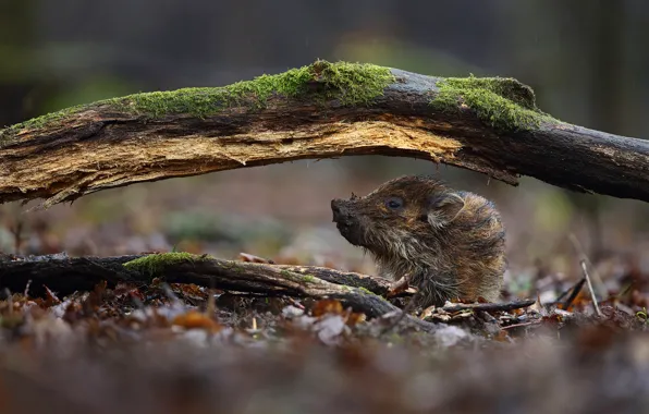 Forest, leaves, branches, nature, dirty, rain, moss, baby