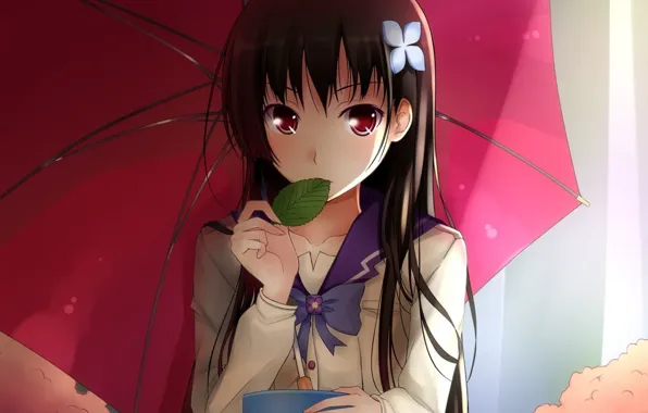 Girl, sheet, umbrella, Sankarea