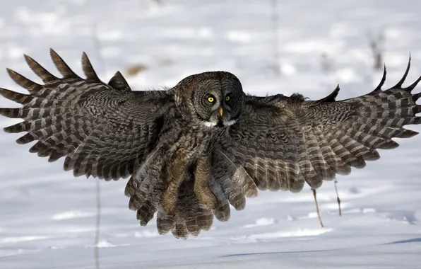 Picture snow, owl, wings