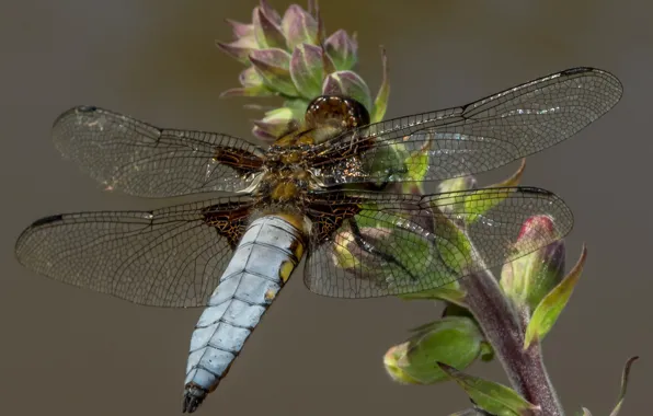 Picture nature, wings, insect, dragonfly flat