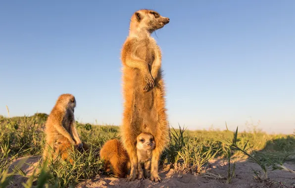 Meerkats, cub, stand