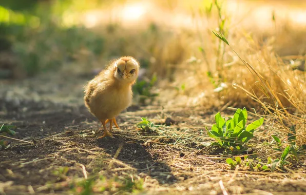 Picture grass, light, yellow, nature, background, bird, chickens, spring