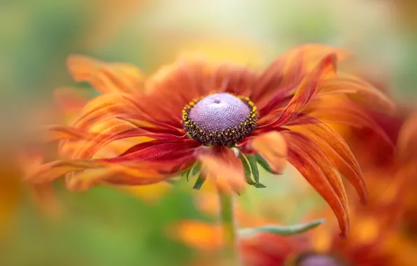 Flower, macro, orange, blur, petals, bokeh, rudbeckia