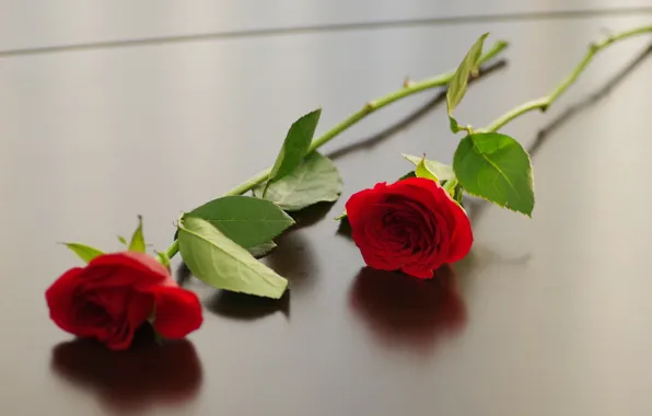 Flowers, background, roses