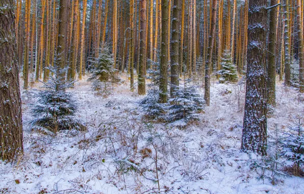 Winter, forest, snow, trees, landscape, nature, trunks, vegetation
