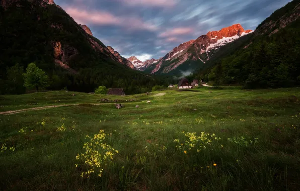 Field, forest, grass, clouds, landscape, flowers, mountains, the slopes