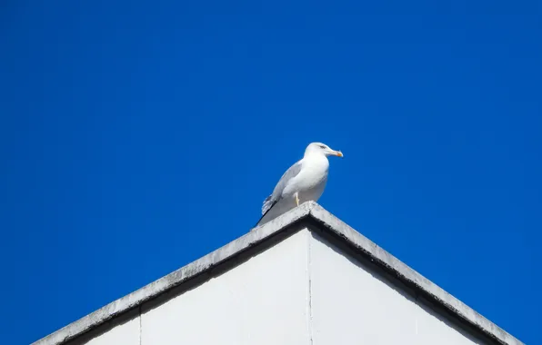 Picture roof, the sky, widescreen, Wallpaper, Seagull, wallpaper, widescreen, background