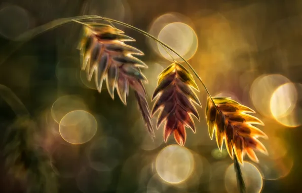 Picture grass, macro, plant, spikelets, bokeh