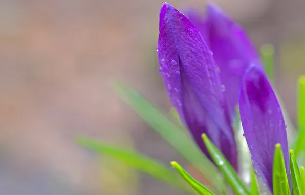 Purple, drops, macro, flowers, Rosa, purple, buds, primrose