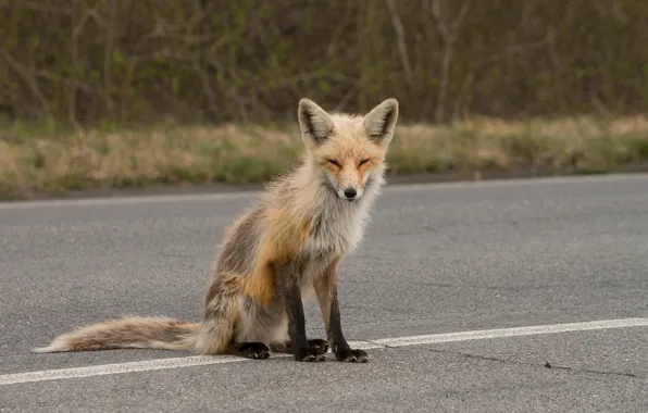 Road, look, Fox, Fox