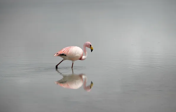 Picture nature, bird, Flamingo