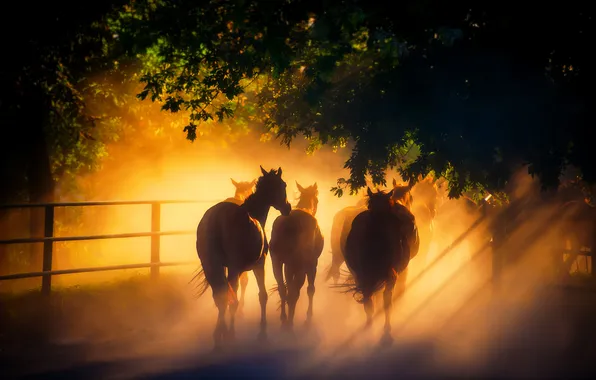 Picture light, horses, horse, the herd, solar