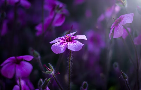 Macro, flowers, nature, petals