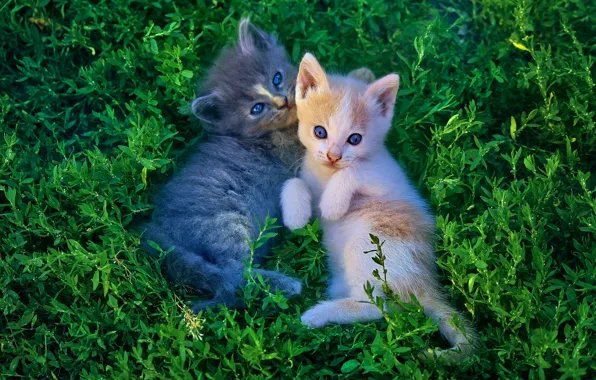 Greens, summer, grass, look, light, cats, pose, kitty