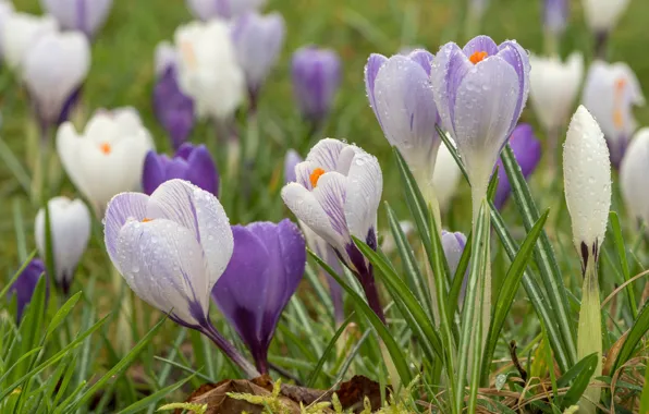 Drops, glade, spring, crocuses
