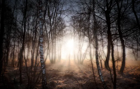 Picture forest, light, trees, branches, fog, morning, birch