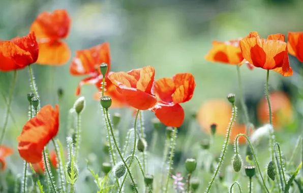 Picture field, grass, nature, Maki, petals, meadow