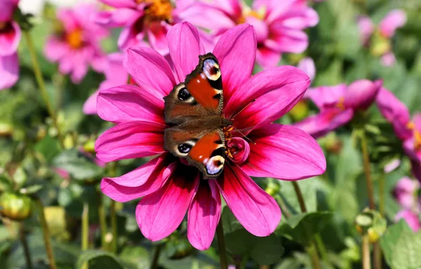 Flower, summer, macro, pink, butterfly, Emperor moth