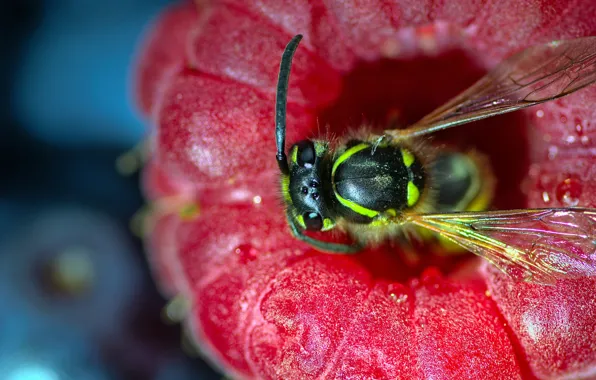 Macro, raspberry, OSA, berry, hornet, bokeh