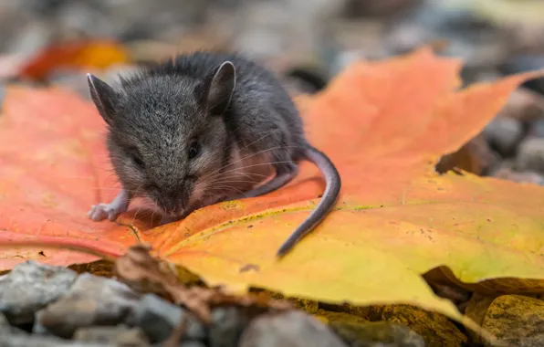 Picture autumn, leaves, mouse