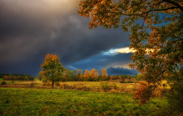 Field, autumn, the sky, light, trees, branches, clouds, nature