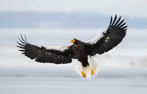 Bird, flight, Sea Eagle