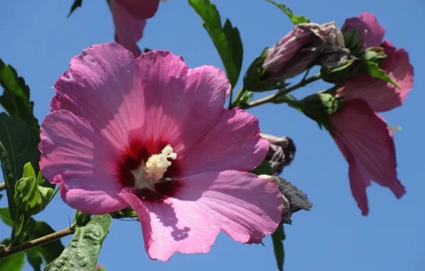 Flower, the sky, hibiscus, Meduzanol ©, summer 2018