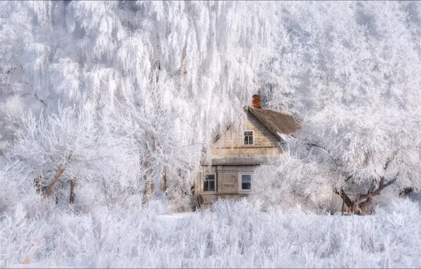Winter, frost, forest, snow, nature, branch, house