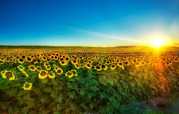 The sun, sunflowers, morning, 153